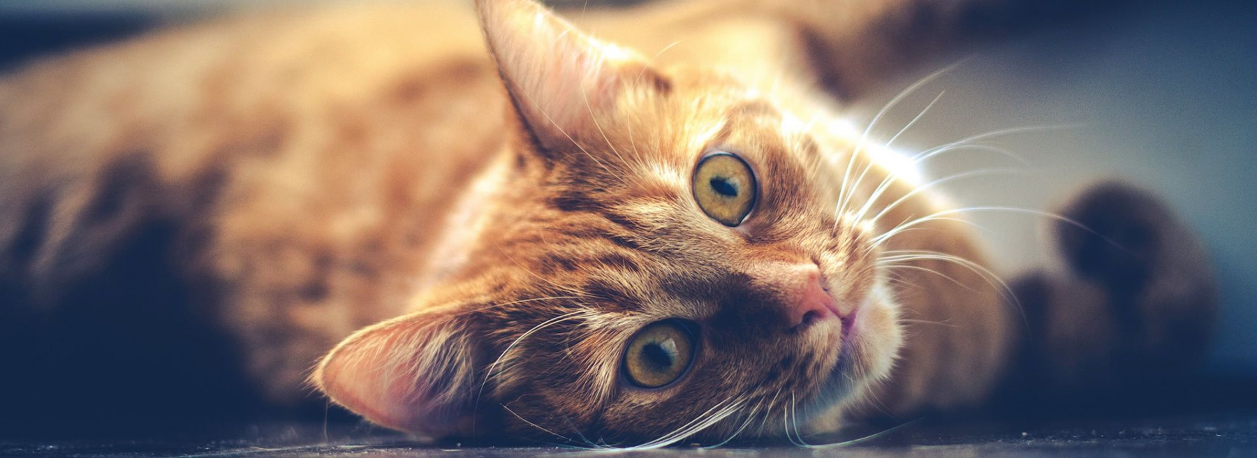 Fur Baby Minder Cat Sitting & Dog Walking Service Based in Ware, Hertfordshire