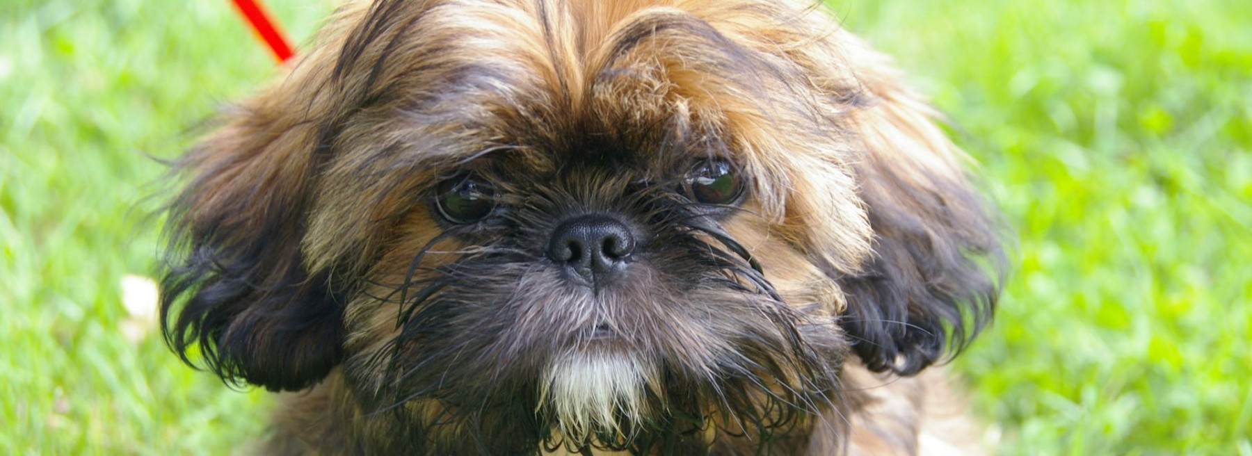 Fur Baby Minder Cat Sitting & Dog Walking Service Based in Ware, Hertfordshire