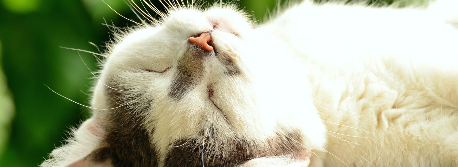 Fur Baby Minder Cat Sitting & Dog Walking Service Based in Ware, Hertfordshire